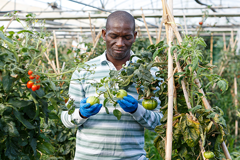 A stock photo of a man cultivating tomatoes.